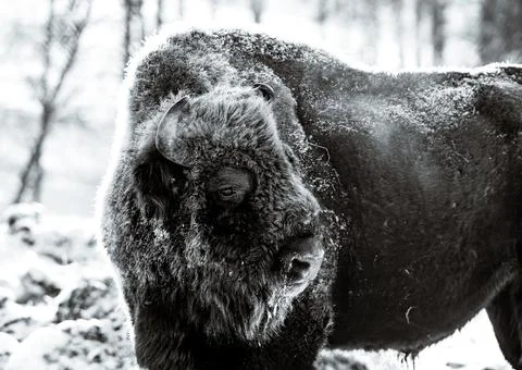 Bison Stock Photos