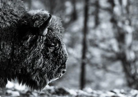 Bison Stock Photos