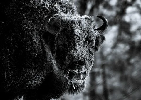 Bison Stock Photos