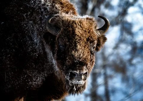 Bison Stock Photos