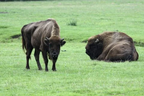 Bison Foto stock