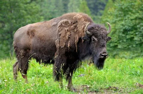 Bison Stock Photos