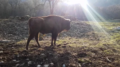 Bison pisses against the backdrop of the setting sun in a natural park Stock Footage 74097090