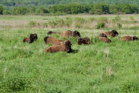 Bison on the Plains Stock Photos
