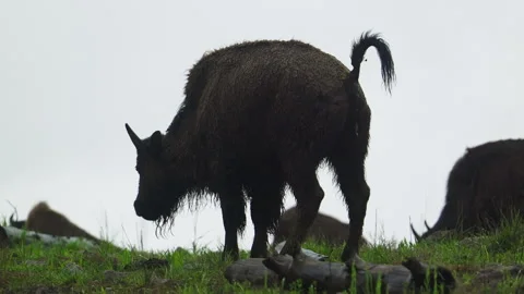 A bison poops while eating grass in the field in Yellow Stone National Park Stock Footage 279522887