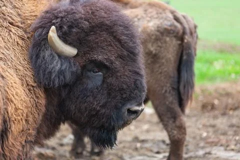 Bison Portrait Close Up Stock Photos