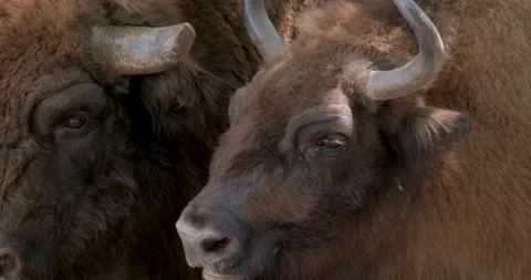 Bison portrait Stock Footage 141585162
