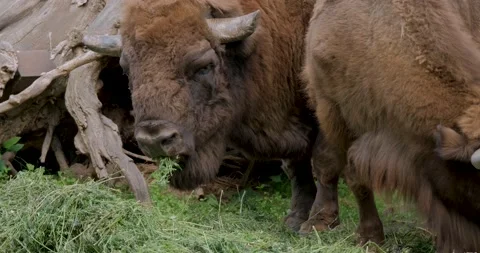 Bison portrait Stock Footage 141585252