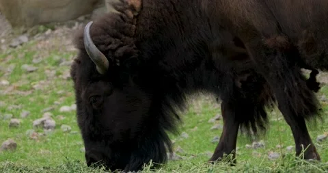 Bison portrait Stock Footage 141585285