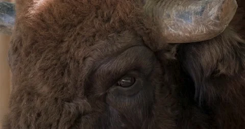 Bison portrait Stock Footage 141585286