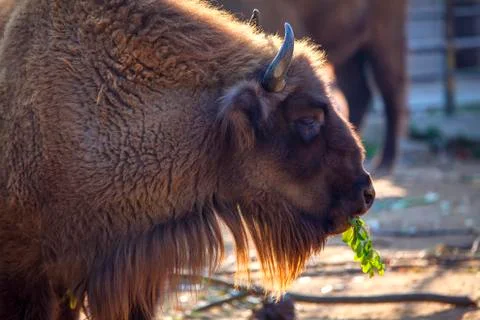 Bison portrait Stock Photos