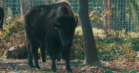 Bison Portrait in Yard Stock Footage 164490850