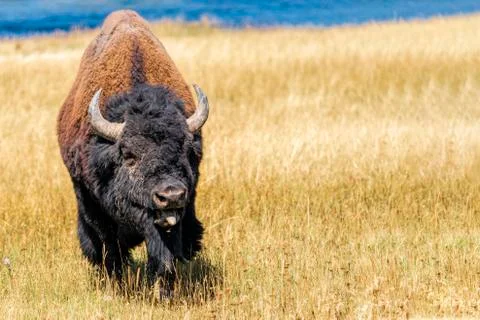 Bison post smash Stock Photos