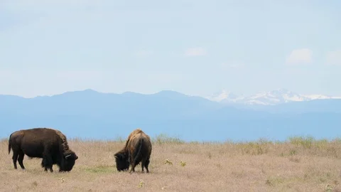 Bison on on Prairie 4k Stock Footage 113772659