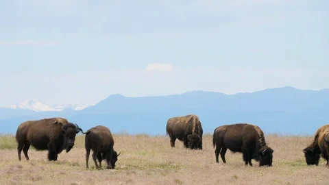Bison on on Prairie 4k Stock Footage 113772660
