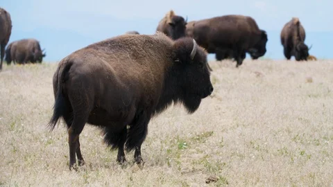 Bison on on Prairie 4k Stock Footage 113772692
