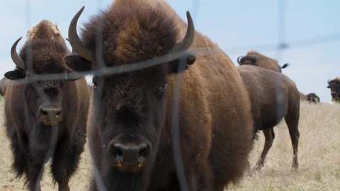 Bison on on Prairie 4k Stock Footage 113774060