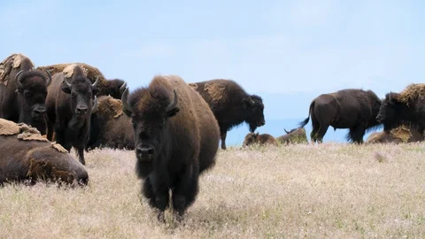Bison on on Prairie 4k Stock Footage 113774239
