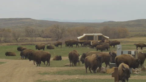 Bison in Prairie Campground Video stock 49679728