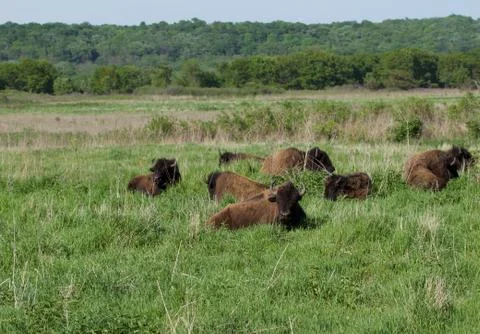 Bison on the Prairie Stock Photos