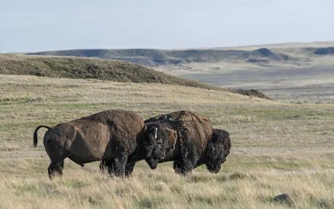 Bison on the Prairie Stock Photos