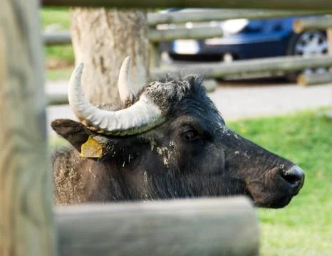 Bison Profile Stock Photos