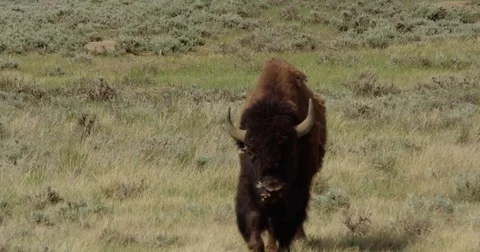 Bison with quills in face walks to camera Stock Footage 83599152