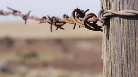 Bison rack focus 2 Vídeos de archivo 48614626