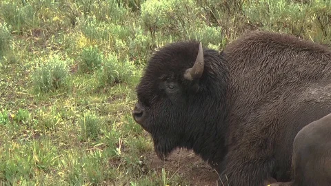 Bison in rain Stock Footage 90547735