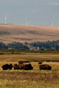 Bison Ranch and power-generating windmills and near Pincher Creek, Alberta, Stock Photos