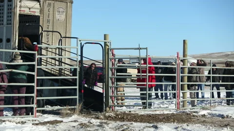 Bison Re-Introduction at Fort Peck Indian Reservation Stock Footage 137762571