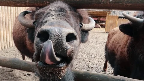 Bison reaching for the camera with a long tongue, close-up, slow motion Stock Footage 109503044