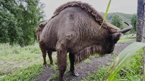 A bison in a reserve eats green grass. Video stock 301695991