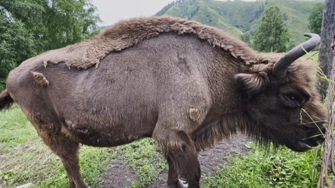 A bison in a reserve eats green grass. Video stock 303360248