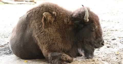 Bison resting, close-up Video stock 242705789