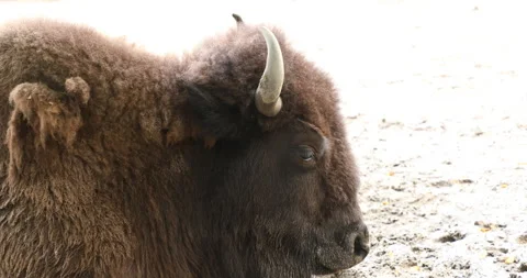 Bison resting, close-up Stock Footage 242705983