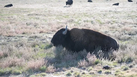 A Bison Resting on a Cold Fall Morning (breath) Stock Footage 120089609