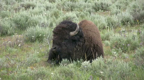 Bison resting Stock Footage 500473