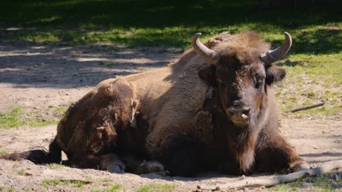 A Bison resting Stock Footage 243238826