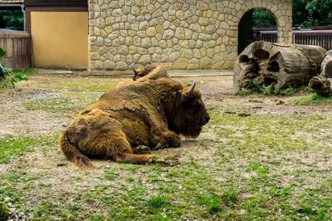 Bison resting in the park Stock Photos