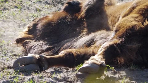 A bison resting peacefully on the ground, basking in sunlight, symbolizing .. Stock Footage 292991270