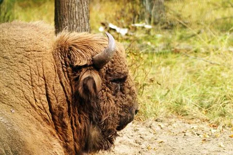 Bison resting in the shade of trees Stock Photos