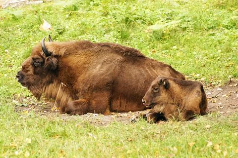 Bison resting in the shade of trees Stock Photos