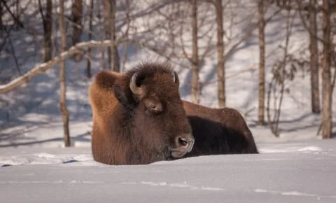 Bison resting in the snow. Stock Photos