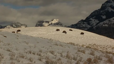 Bison Resting on Snowy Ridge Below White Peaks in Yellowstone National Park Stock Footage 107100830