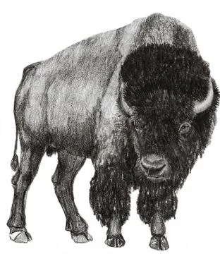 Bison right side view Illustrazione stock