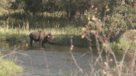 Bison River 4k Stock Footage 152542439