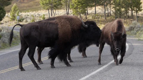 Bison on Road in Lamar Valley in Yellowstone National Park Stock Footage 32165407