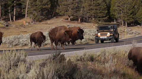 Bison on Road in Lamar Valley in Yellowstone National Park Video stock 32165494
