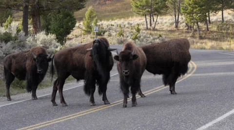 Bison on Road in Lamar Valley in Yellowstone National Park Stock Footage 32165720